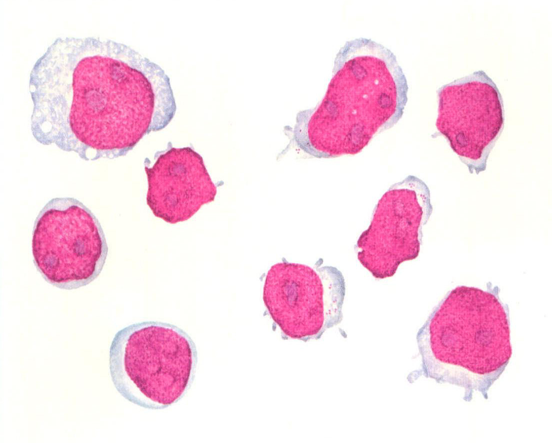 单核细胞 显微镜图片